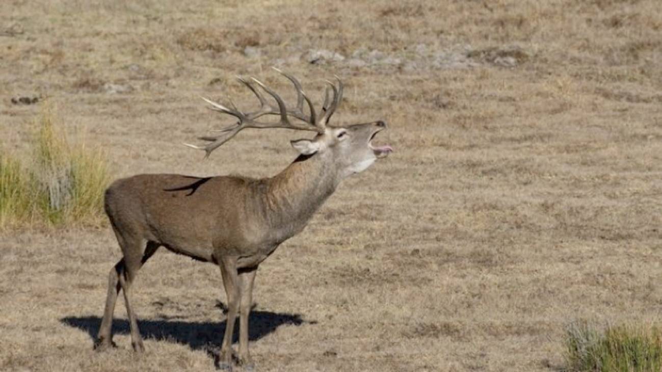 El cambio climático afecta a la reproducción del ciervo en Doñana