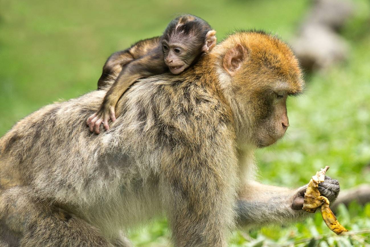 Hallados dientes de macaco de 2,5 millones de años de antigüedad en Marruecos