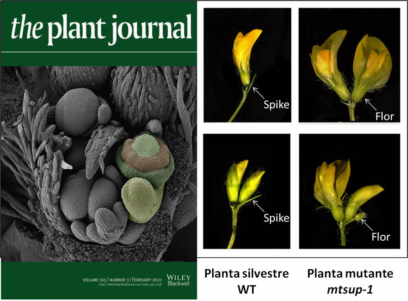 Identifican por primera vez un gen que controla el número de flores en las leguminosas