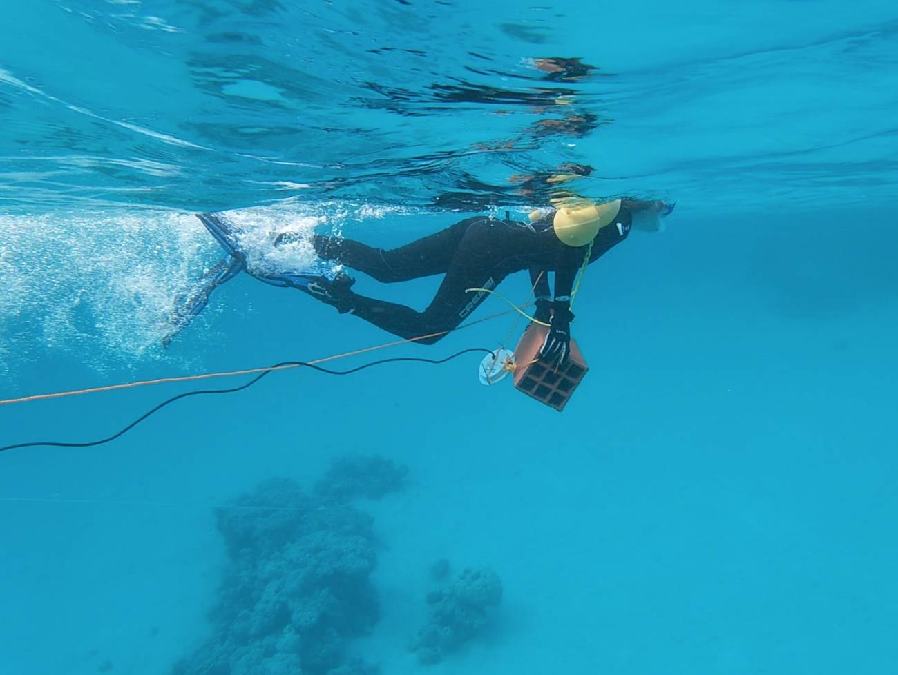 La contaminación acústica perturba la vida en los océanos