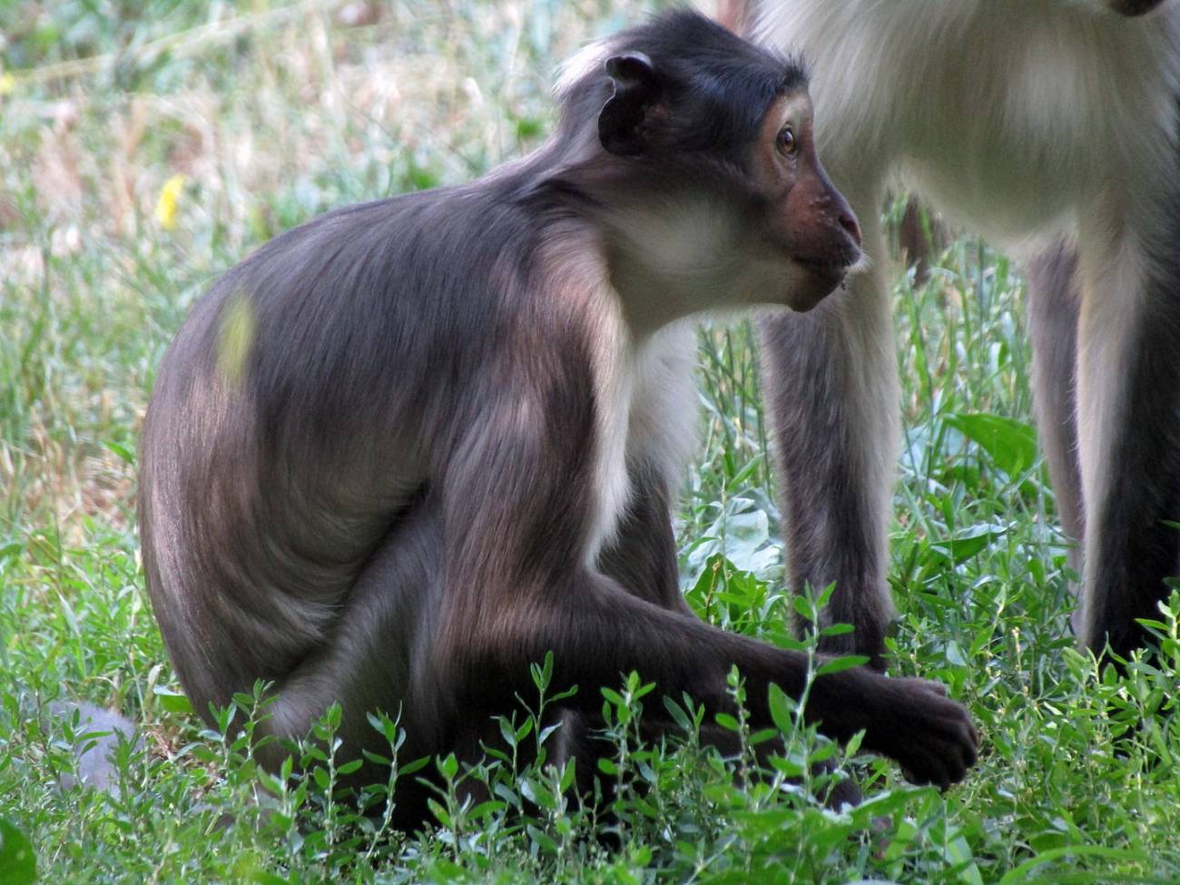 Uno de los primates más amenazados del mundo va camino de la recuperación