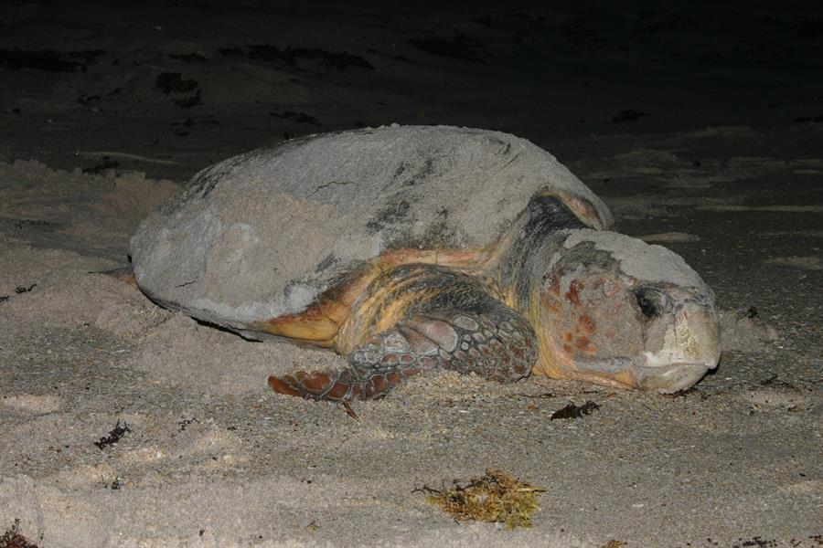 Tortugas desovan en playas distantes de Florida para mejorar su reproducción