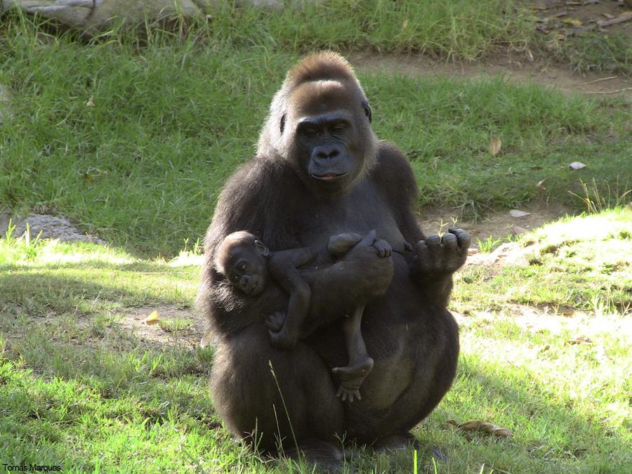 Los gorilas del zoo de San Diego se recuperan totalmente tras contraer covid