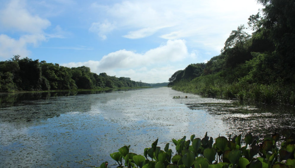 Peces invasores alteran dinámica de lagos tropicales en Alto Paraná