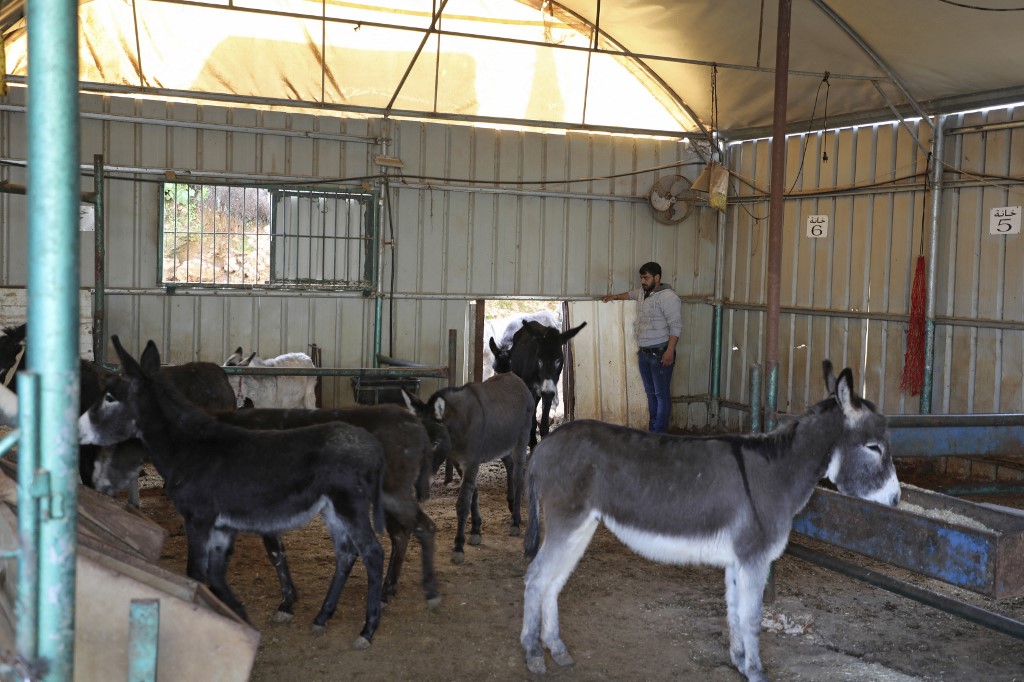 Un refugio para curar y proteger a decenas de burros en Cisjordania