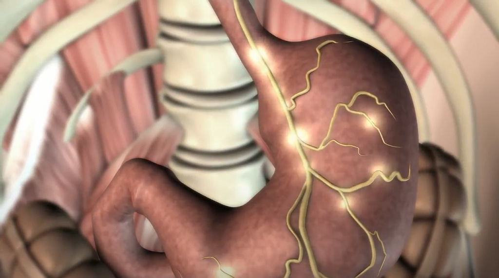 La microbiota intestinal ¿Cómo se comunica con el cerebro?