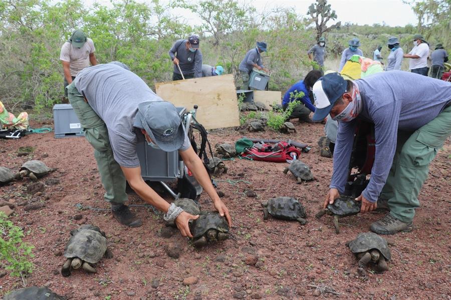 Liberan a 191 tortugas gigantes en una isla del archipiélago de Galápagos