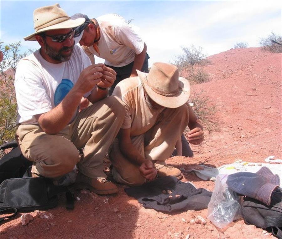 Hallada una nueva especie de dinosaurio carnívoro en Argentina