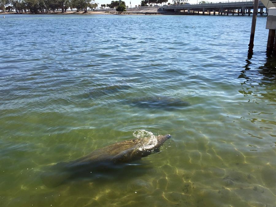 Los manatíes de Florida están expuestos de «forma crónica» al glifosato