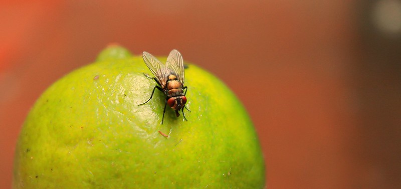 Costa de Marfil, segundo país africano en erradicar la «enfermedad del sueño»