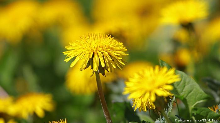 ¿Son los neumáticos de diente de león una alternativa ecológica?