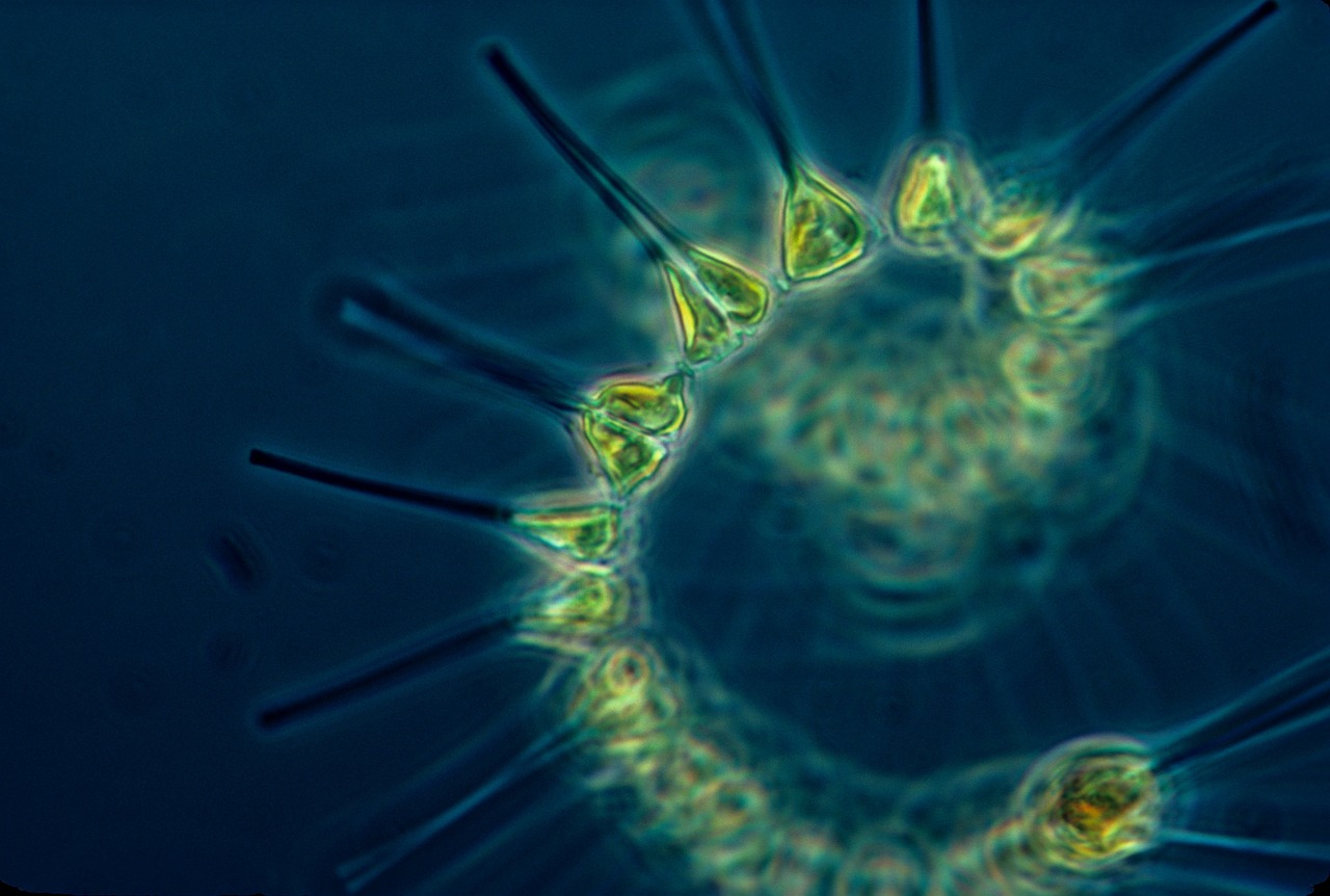 Aumento de temperatura en océanos altera la estructura del fitoplancton