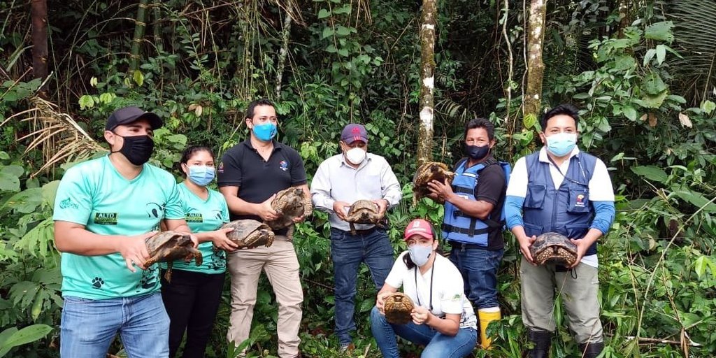 Boas y tortugas silvestres regresan a su hábitat en la región Amazónica de Ecuador