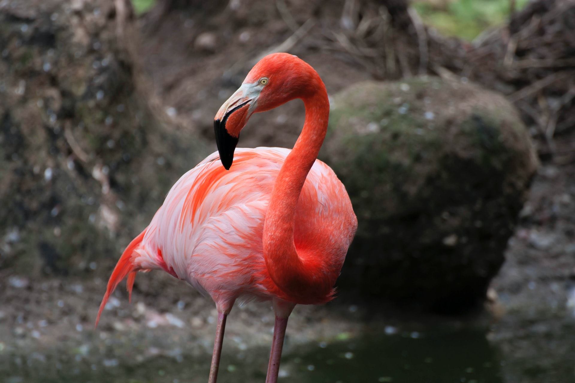 Los flamencos y el origen del tono rosado de sus plumas