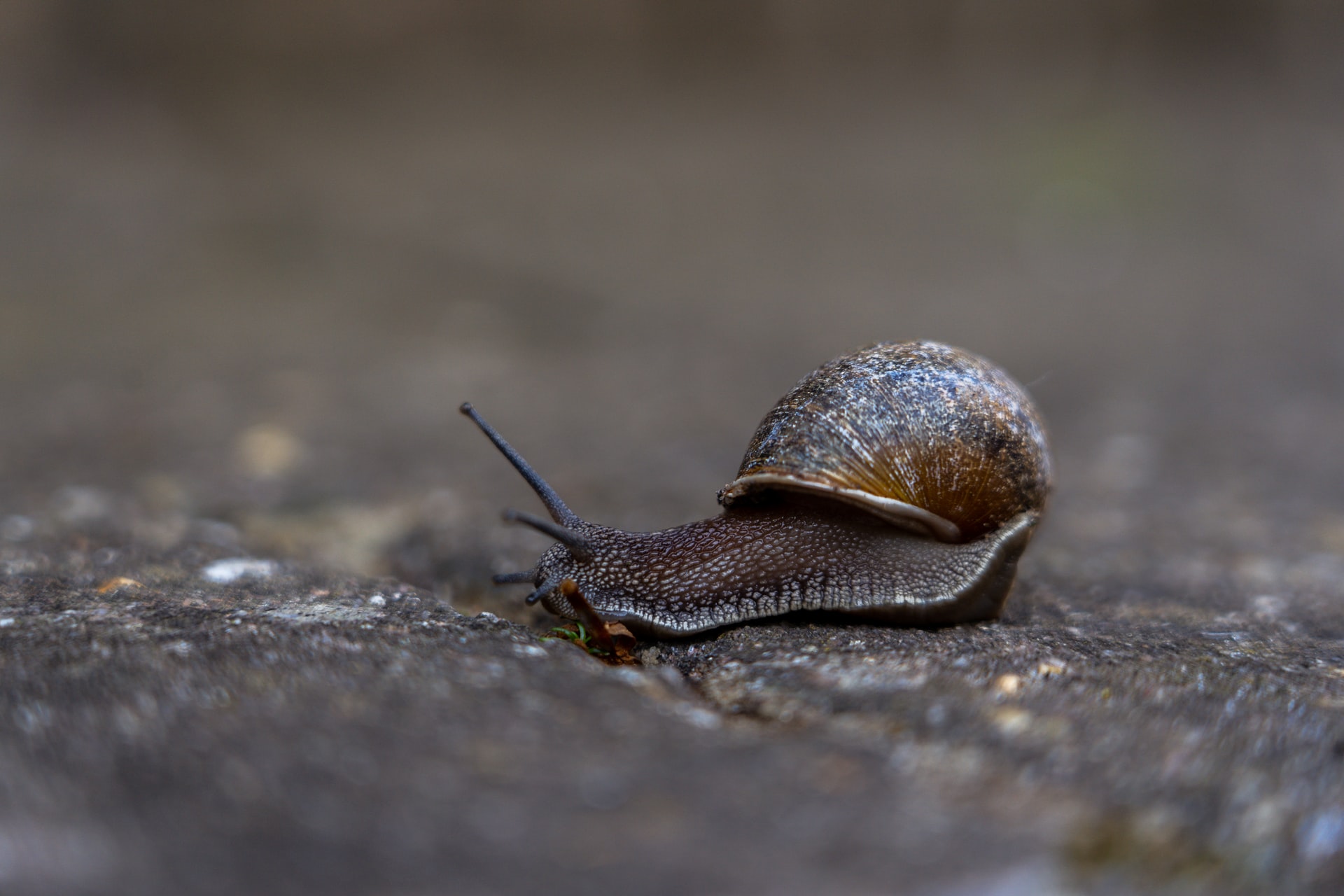 Estudiantes mexicanas obtienen de forma natural la oxitocina del caracol de río