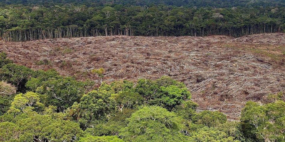 “Amazonía bajo presión”; un estudio que busca proteger la riqueza del bosque