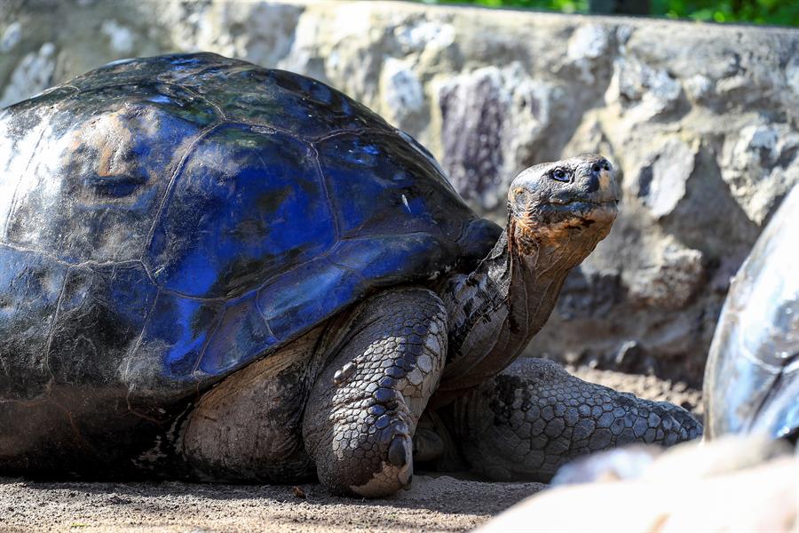 En Galápagos marcan a más de 4 mil tortugas gigantes para monitorear su conservación