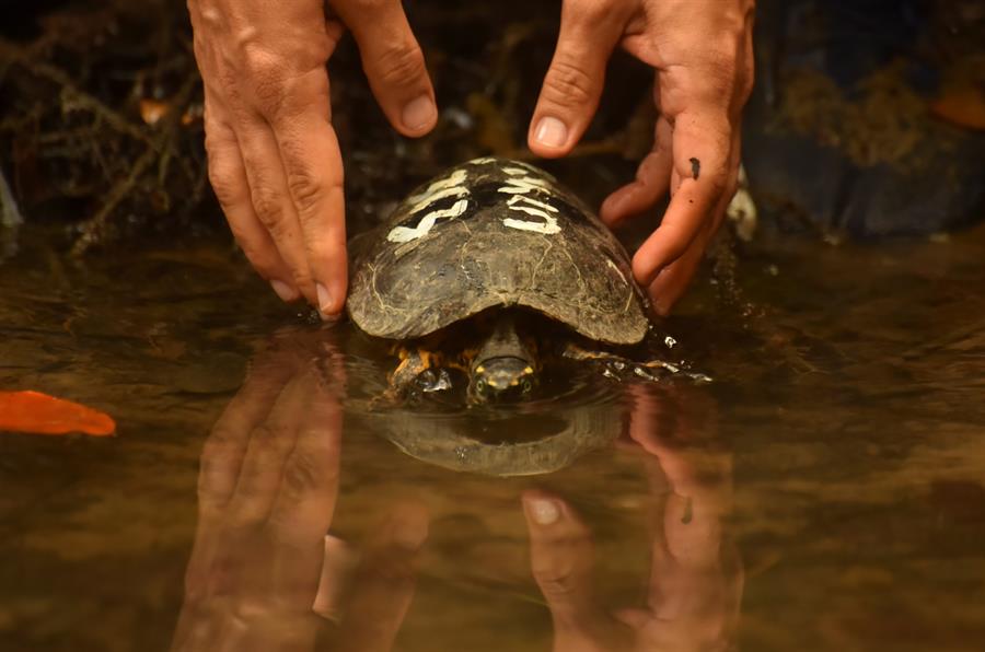 Zoológico Nacional de Nicaragua libera a más de 83 animales silvestres