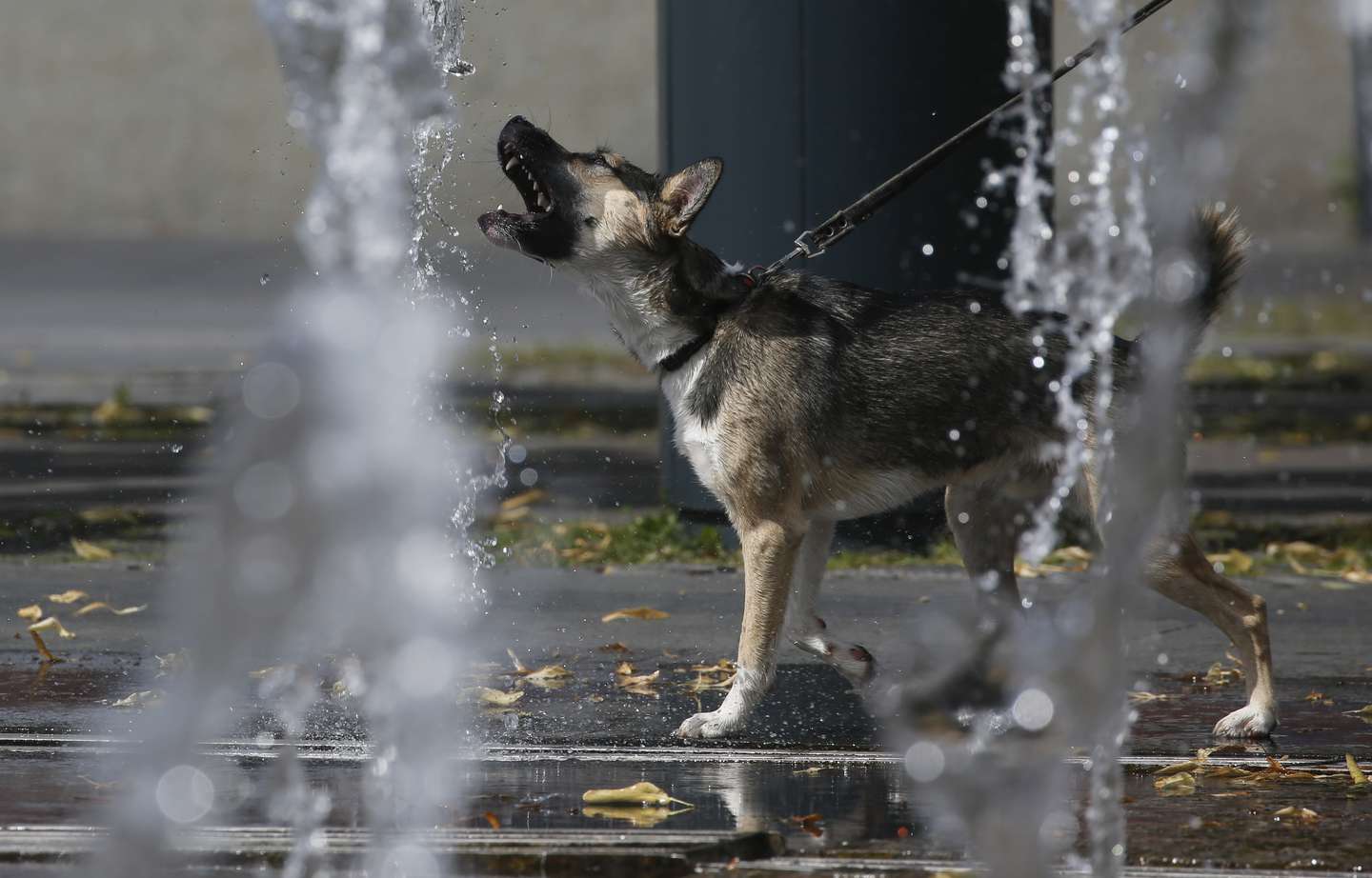 Rusia registra la primera vacuna anticovid para animales