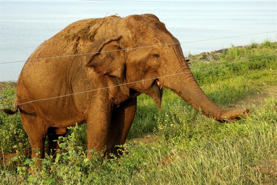 Electrocución de un conocido elefante en Sri Lanka preocupa a los ecologistas