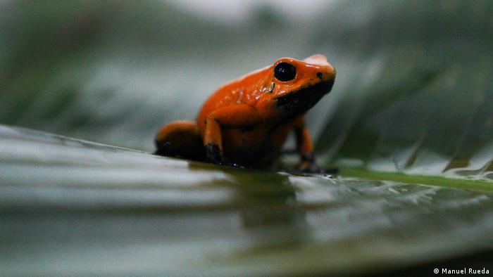 Un criador de ranas colombiano lucha contra el tráfico de especies silvestres