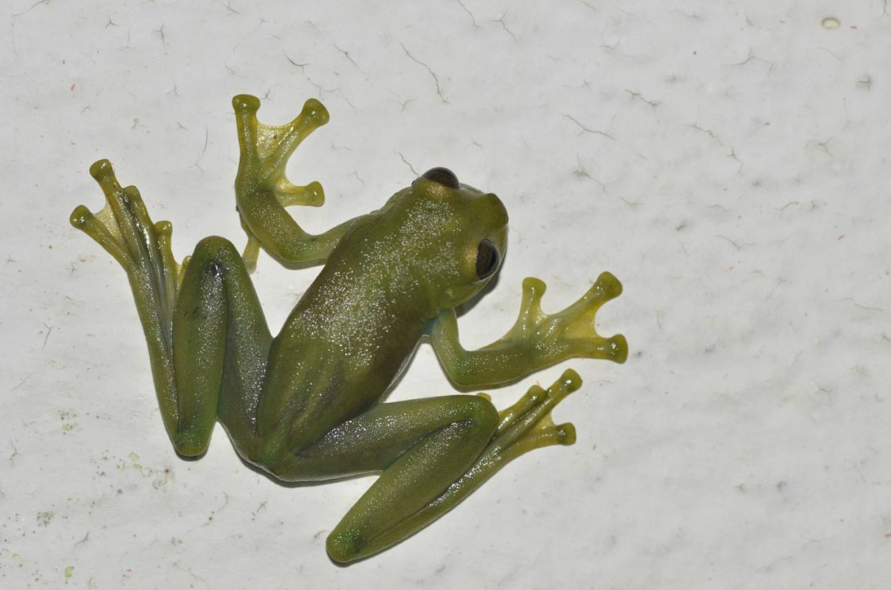 Estas ranas de cristal bailan para atraer la atención de las hembras en un hábitat ruidoso