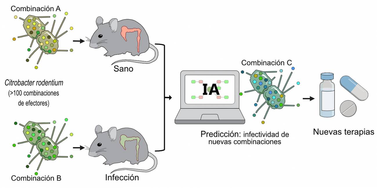 Inteligencia artificial para descifrar cómo infectan las bacterias