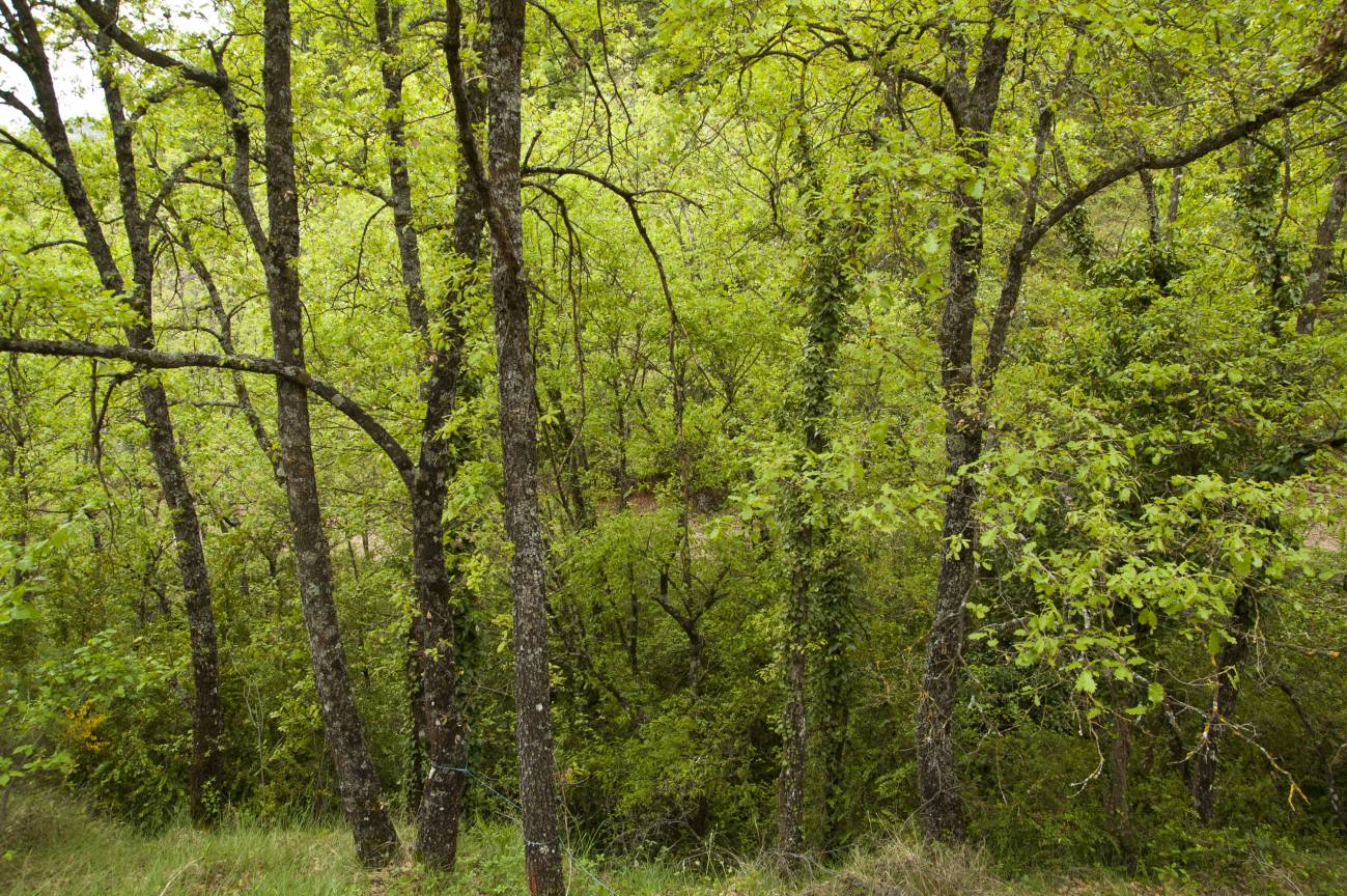 La capacidad de los suelos forestales para almacenar carbono está sobreestimada