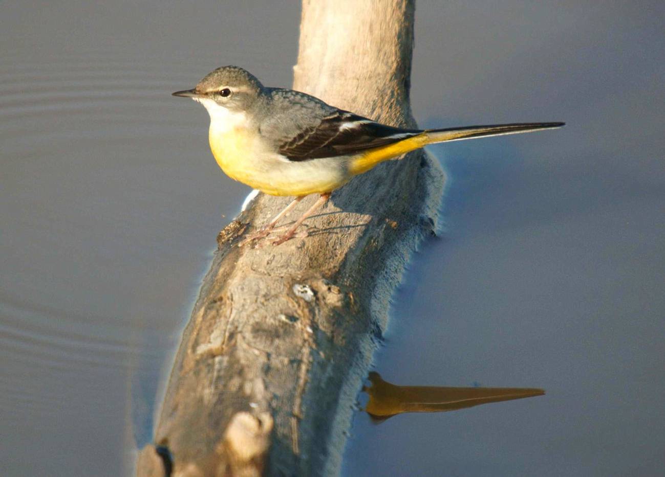 La dieta especializada de los peces y aves acuáticas los hace vulnerables ante la degradación de los ríos