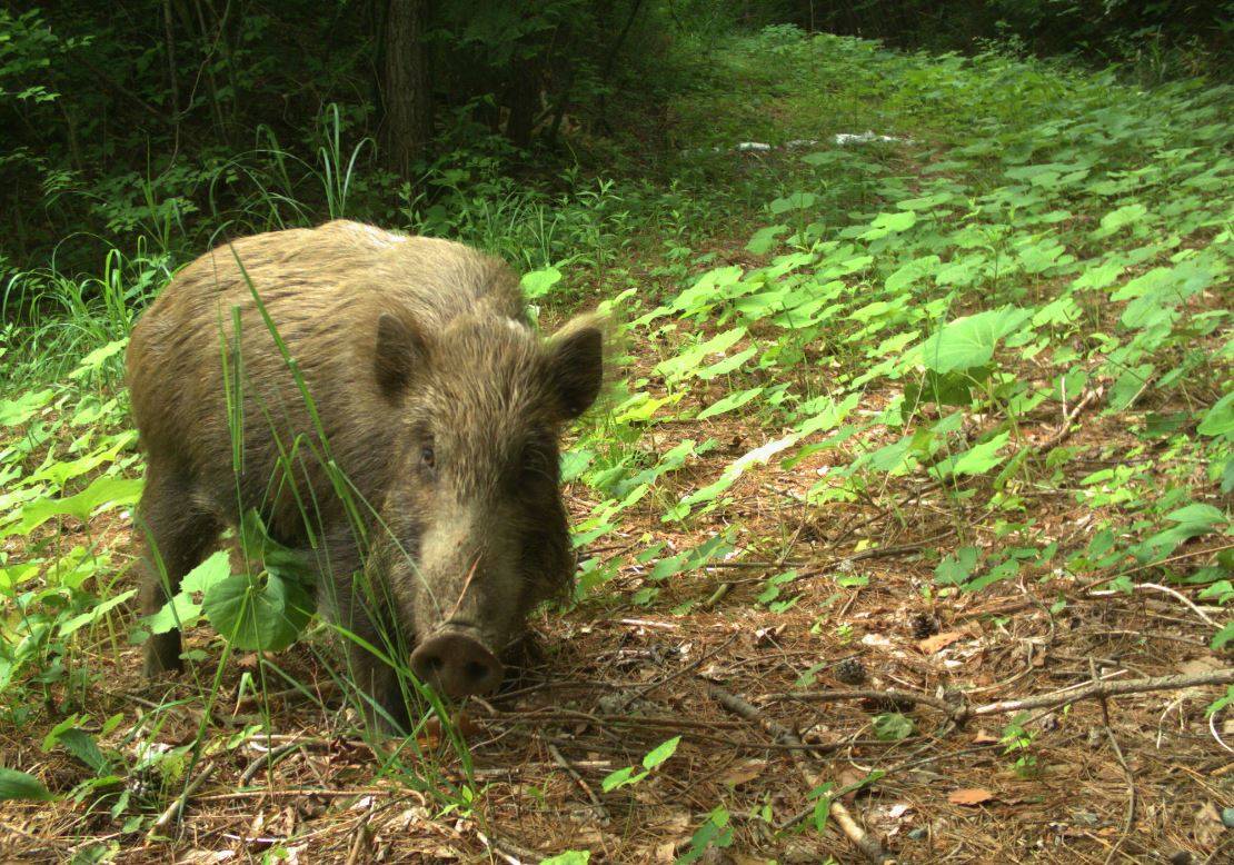 La vida animal sigue diez años después del accidente de Fukushima