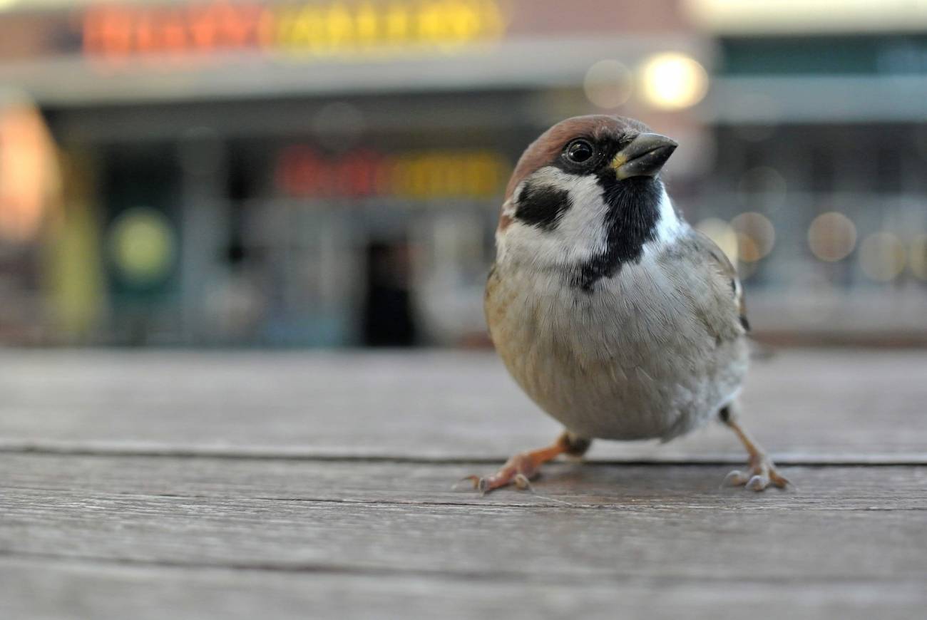 Las aves no invadieron las ciudades durante el confinamiento, solo se hicieron más visibles