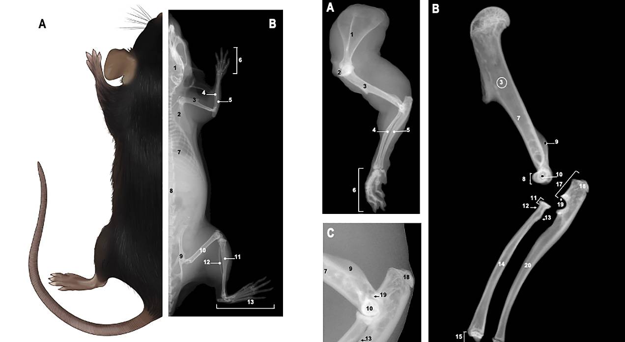 Primer atlas de radiología del ratón para modelos de enfermedades humanas