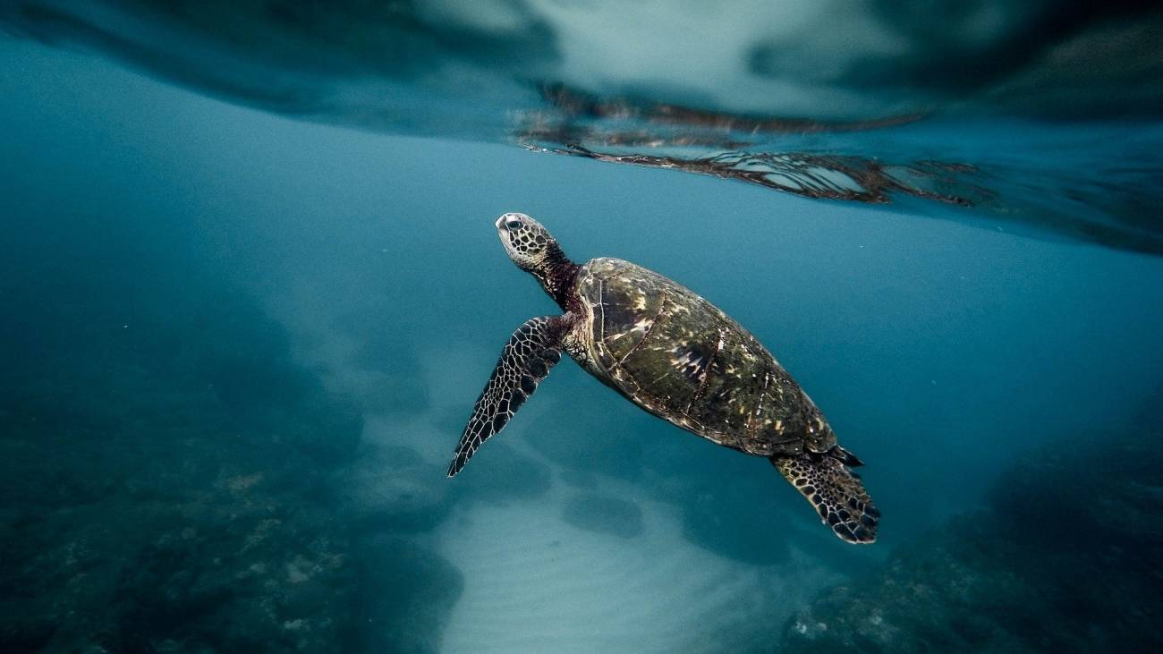 Tiburones, tortugas y pingüinos nadan en círculo de manera similar