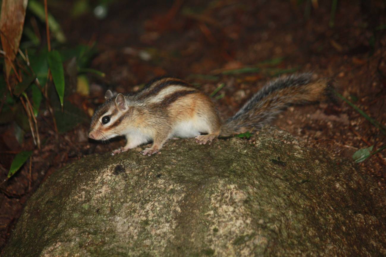 Un megaestudio muestra cómo el comercio internacional de mascotas favorece a las especies invasoras