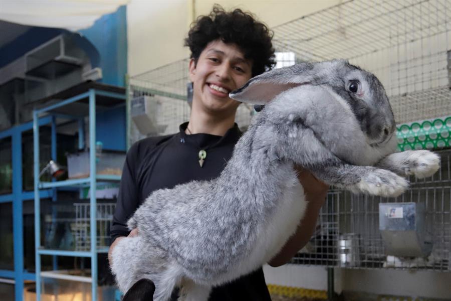 Un estudiante mexicano cría los conejos más grandes del mundo en Puebla