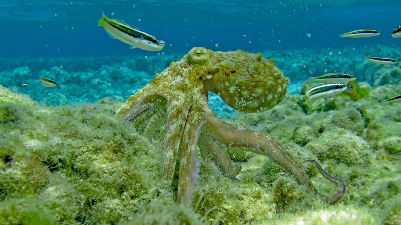 Estos pulpos poseen dos estados de sueño similares al de los humanos