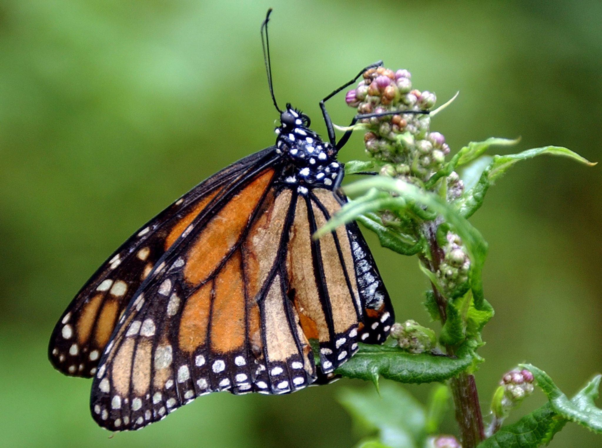 Mariposas monarca vuelven a Canadá tras una de sus peores estancias en México