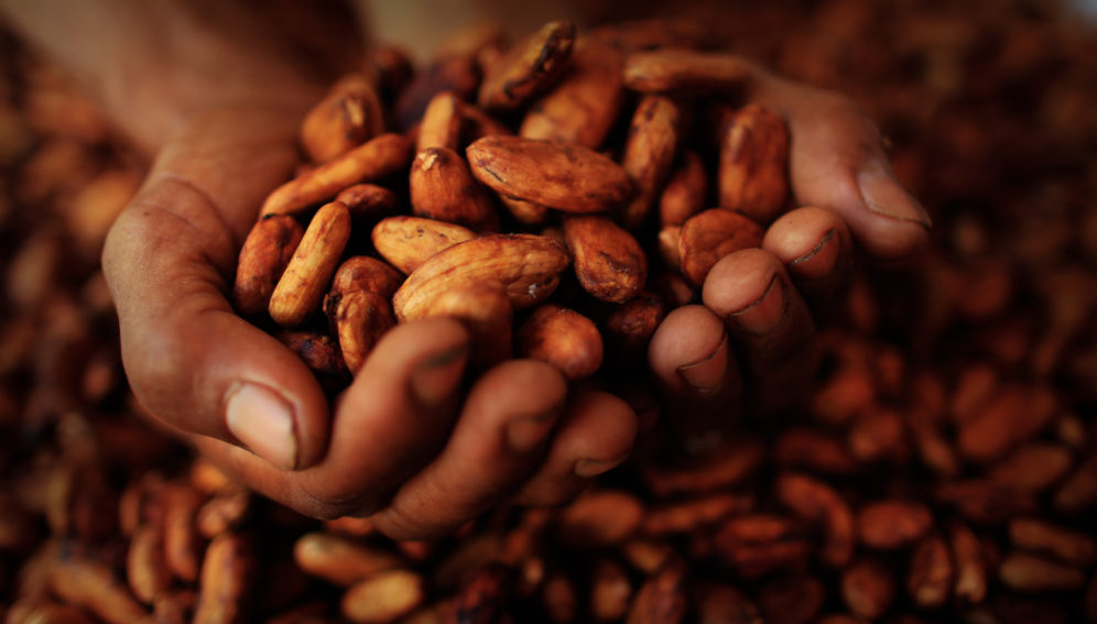 Plaga pone en jaque la producción de cacao