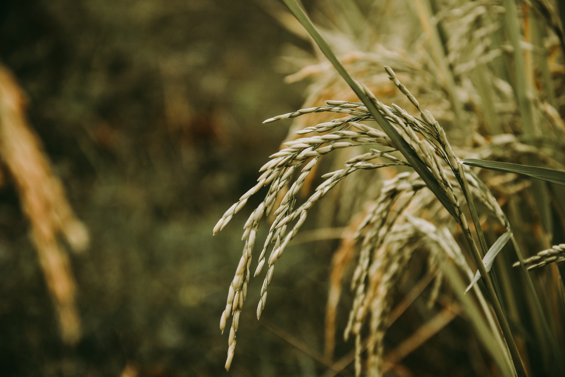 Semillas de arroz llevadas al espacio germinan en sur de China