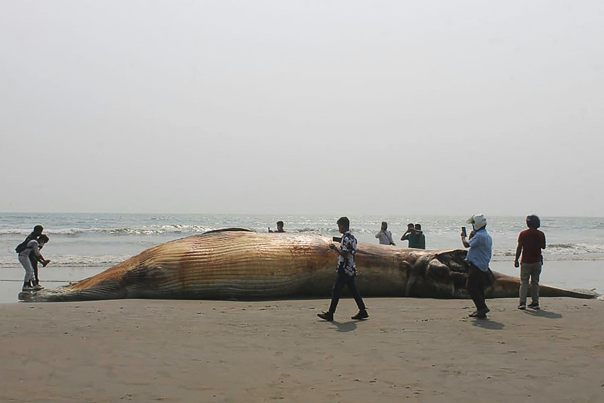 Cadáveres de dos ballenas encallados en una playa de Bangladés