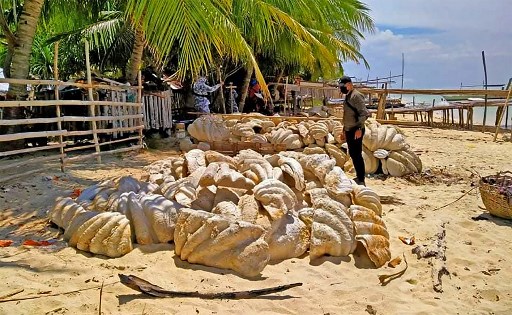 Incautación récord de 200 toneladas de moluscos gigantes en Filipinas