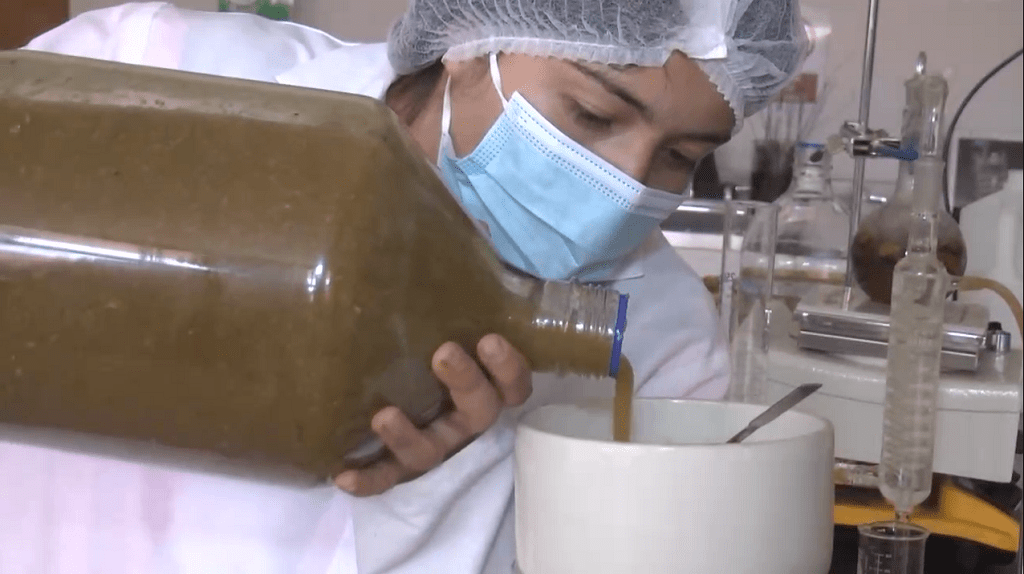 Jóvenes tarahumaras crean un gel antibacterial orgánico