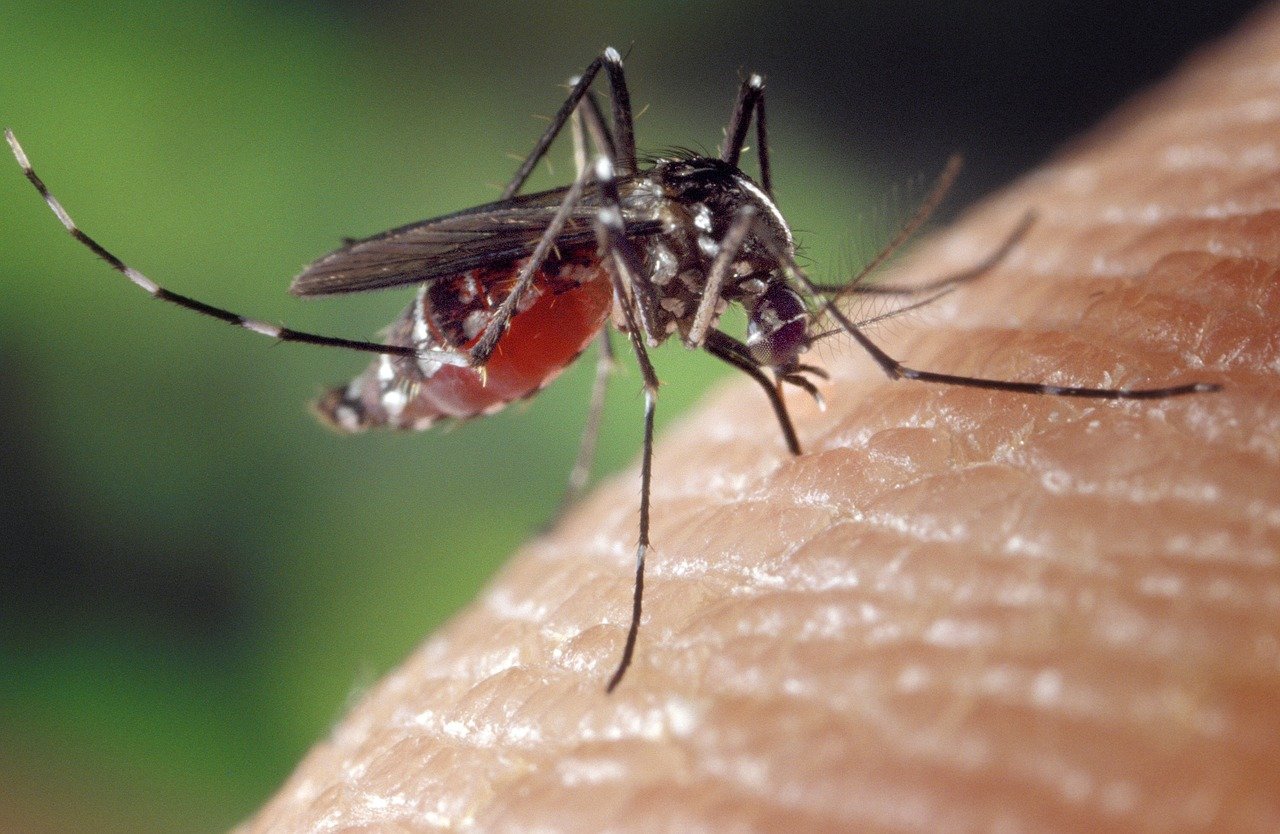 EE.UU. busca crear repelente contra mosquitos basado en un gen humano