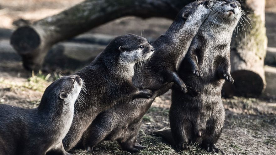 Las nutrias de un acuario de EE.UU. dan positivo al virus de la COVID-19