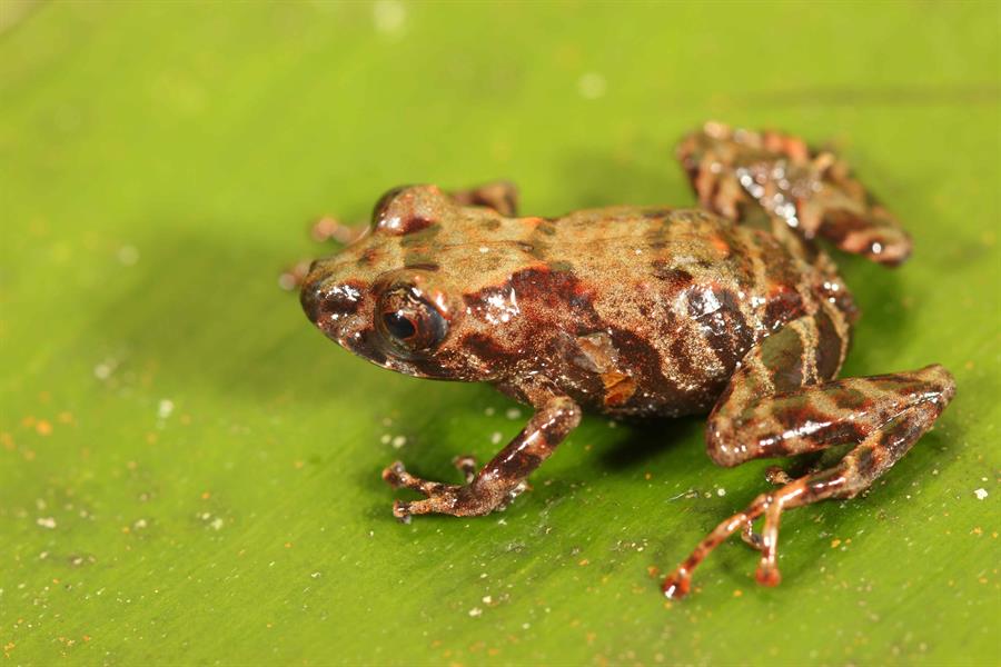 Hallan nueva variedad de rana en Amazonía de Perú