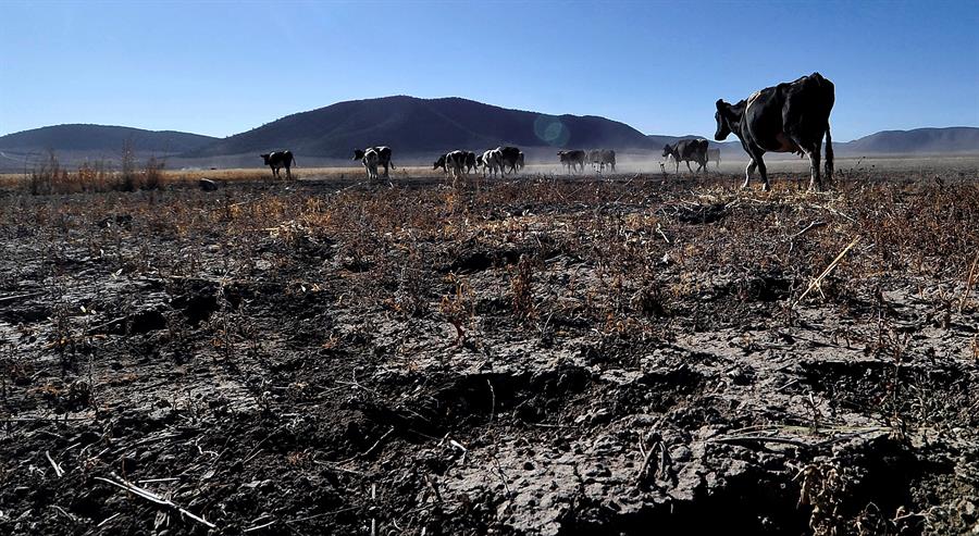 La sequía golpea al agro mexicano y anticipa una menor producción