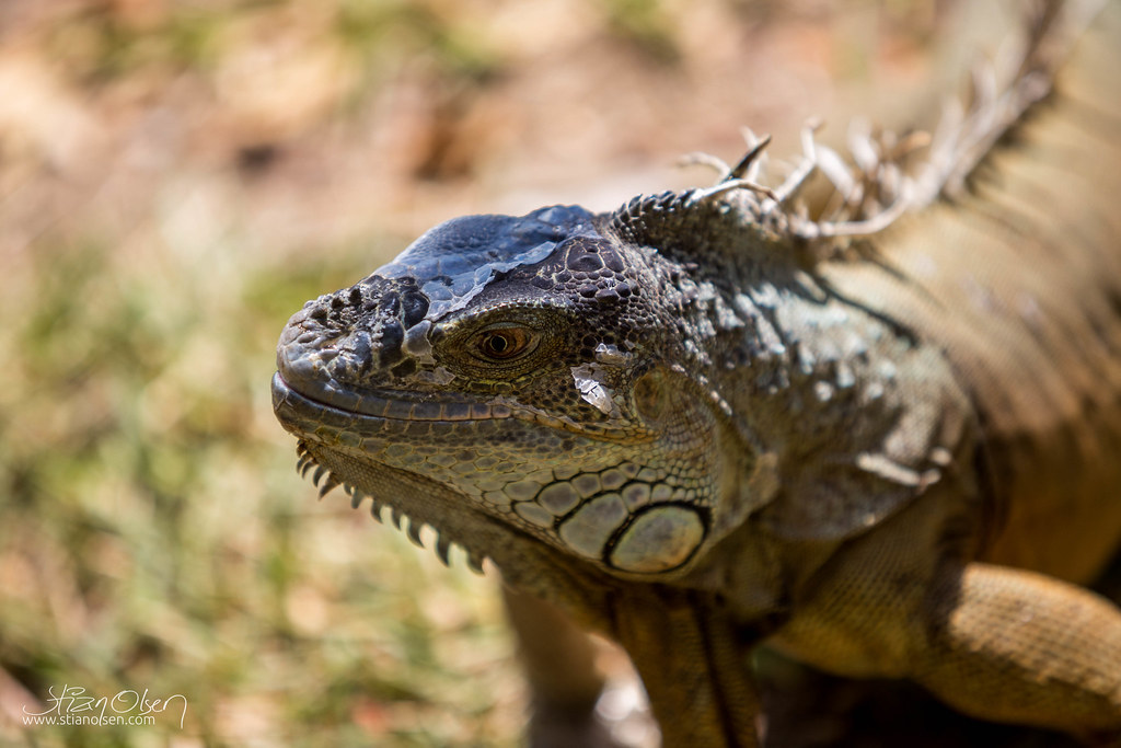 Una iguana invasora de América Latina amenaza a la iguana de las Antillas