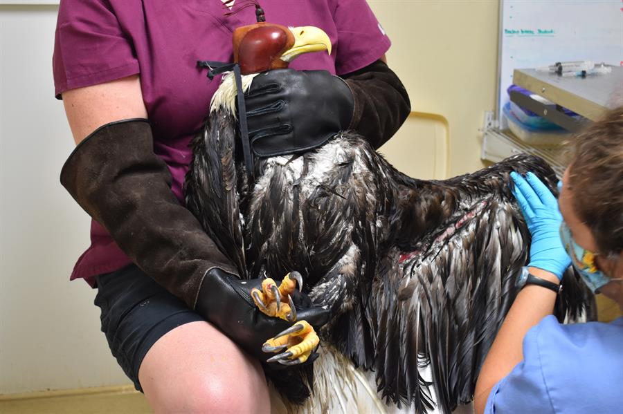 Rescatan a un águila calva herida en Florida, Estados Unidos