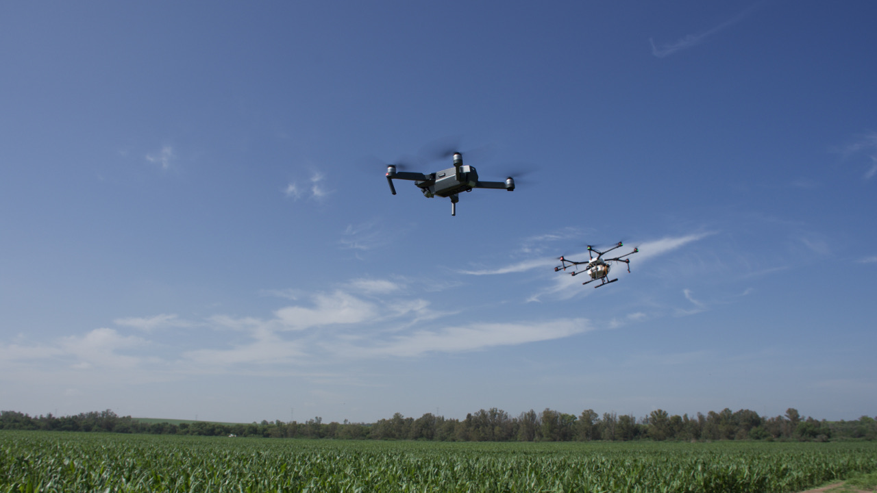 En México utilizan drones para fumigar campos de cultivo