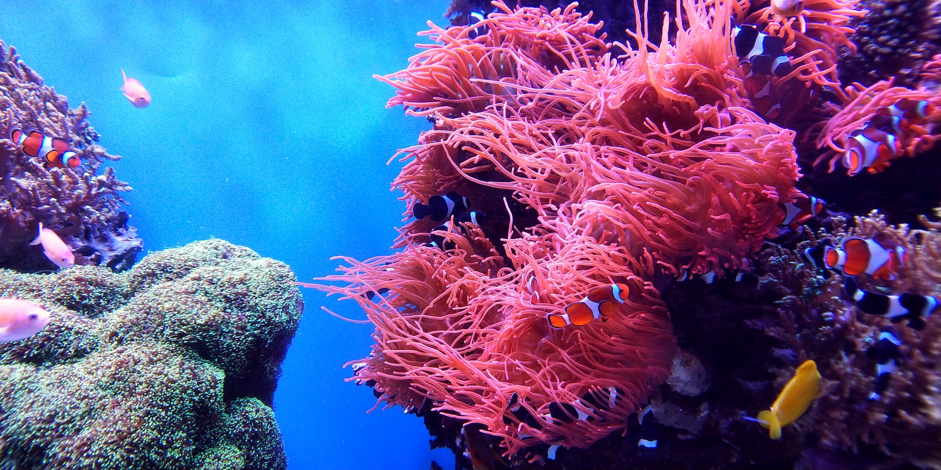 Brasil; una esperanza para la supervivencia de los arrecifes coralinos